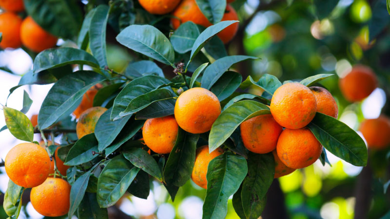 Oranges on the summer seasons