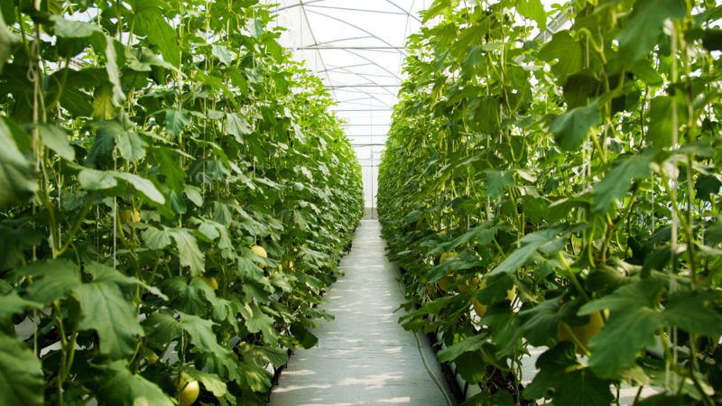 Huge vegetables line on the field