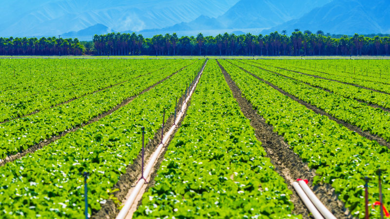 Big agricultural field on the rows