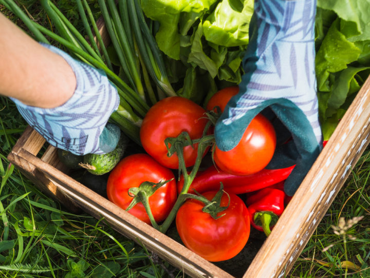 Red tomatoes on the basket