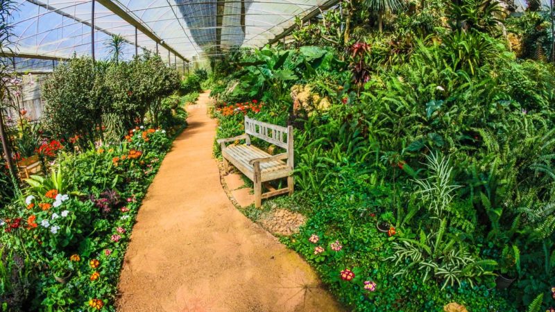 Green house for growing plants