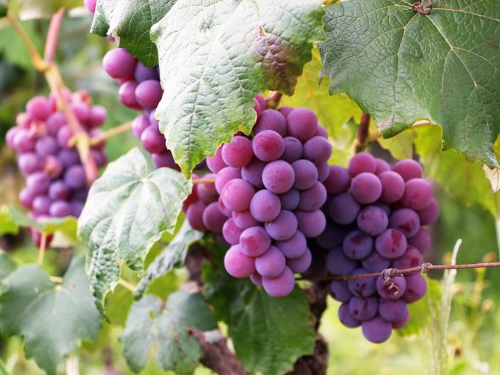 Purple grapes are growing well